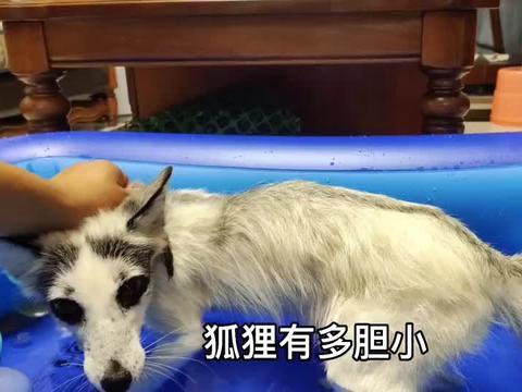 最新宠物爆料视频下载,视频下载背后的精彩瞬间  第3张